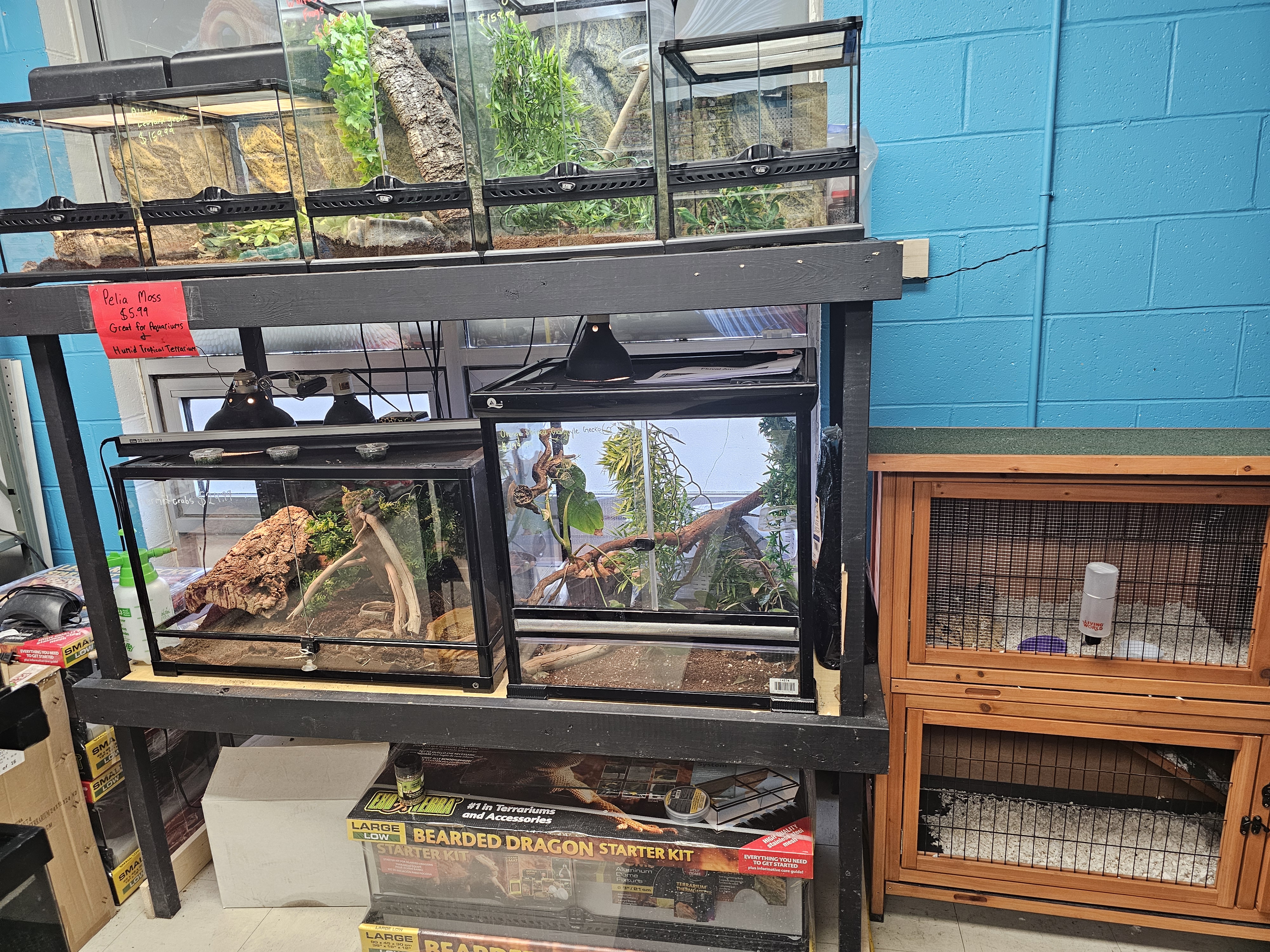Wall of terrariums for reptiles and small animals at East Coast Pets